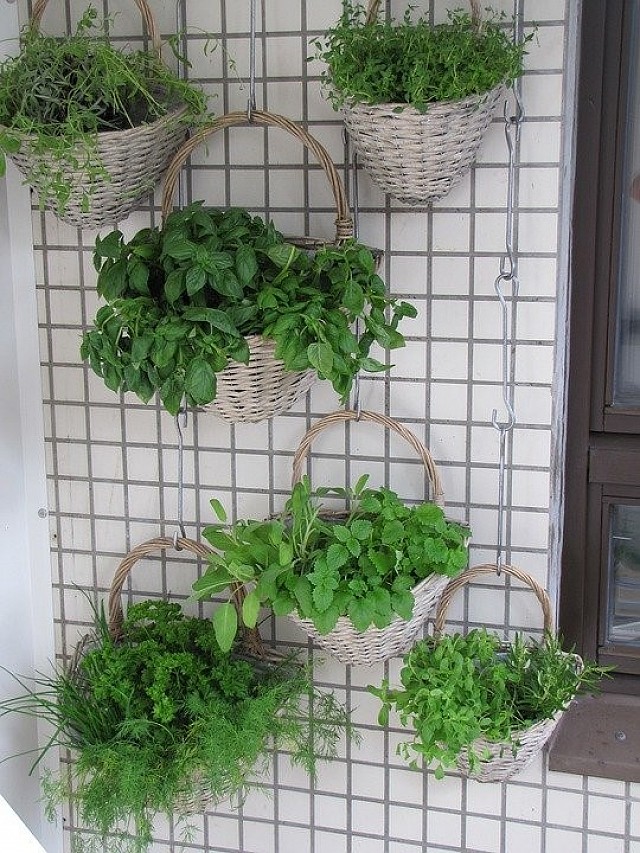 Őszi balkonkertészet – Zöldségtermesztés otthon