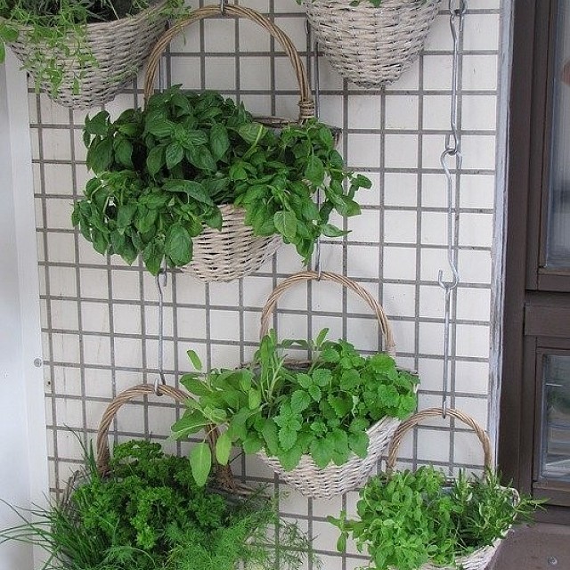Őszi balkonkertészet – Zöldségtermesztés otthon - 1. kép